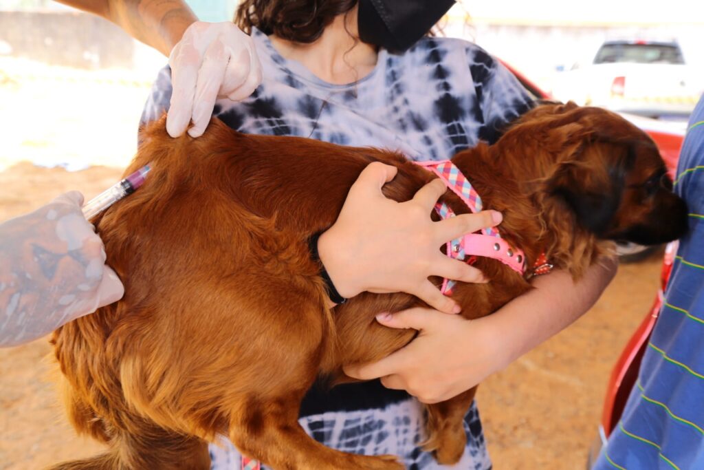 Aparecida quer vacinar 70 mil cães e gatos contra a raiva 2 VACINACAO ANTIRRABICA 2021 FOTO ENIO MEDEIROS 3