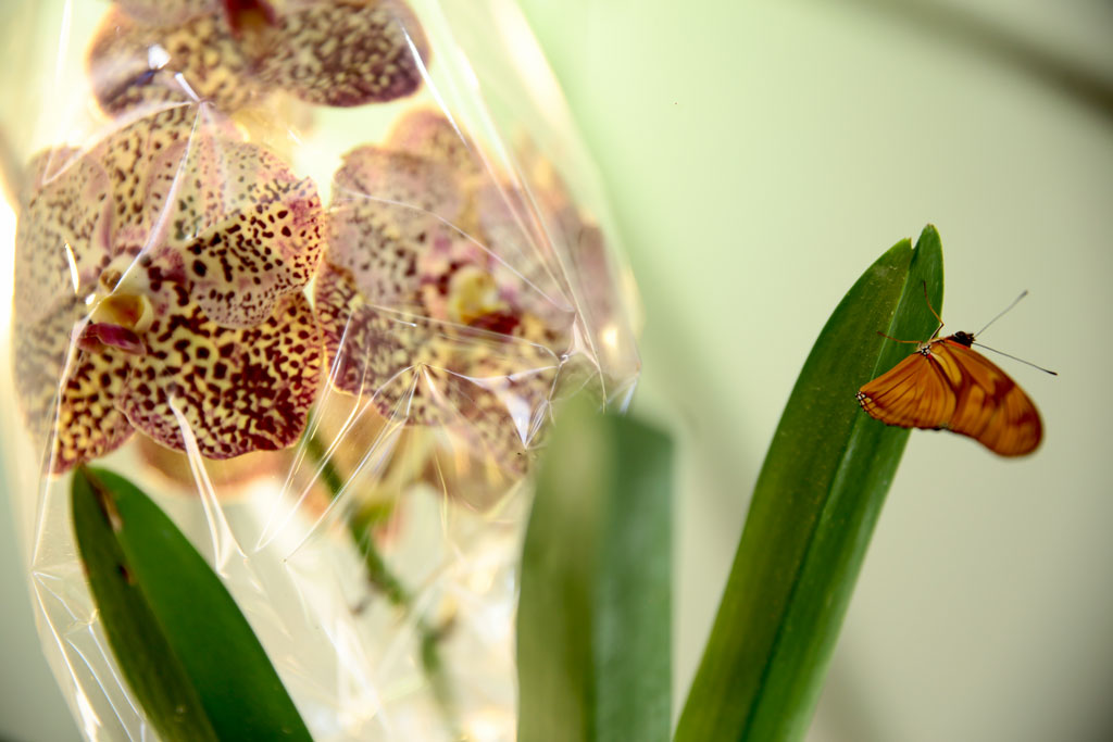Exposição de orquídeas atrai centenas de pessoas em Aparecida 2 EXPOSICAO DE ORQUIDEAS ENIO MEDEIROS 48 SITE 3 1